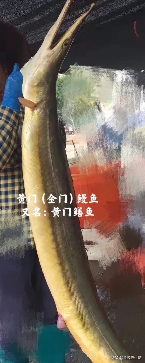 白鳗胶功效 2026年白鳗鱼的功效