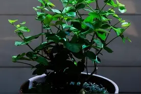 茉莉花长得缓慢，喂上2口“酸水”，侧枝变得又粗又壮，开花不断图片