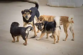 故乡的狗们图片