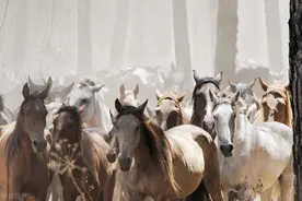 现在马不用当成交通工具，为什么还要养马呢？养马用来做什么呢？图片