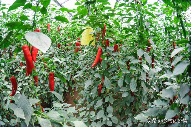 不管种啥菜，有经验的菜农都讲究施三肥，哪三肥？如何施？