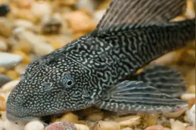 逃过中国人餐桌，避不开印度人的手抓！为何清道夫在恒河遇克星？图片