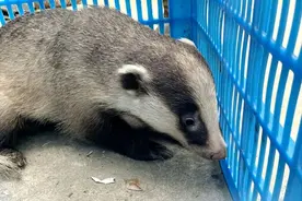 上海嘉定发现“猹”，身体肥壮，性情凶猛，屁股受伤后躲在农田里图片