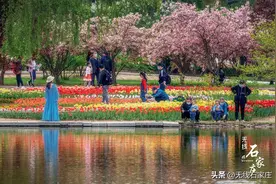 “解锁”郁金香花海，送你一份春色浪漫！石家庄市植物园第十七届郁金香文化节开幕图片