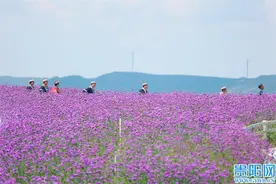 紫色浪漫醉游人！高坡云顶花海绽放图片