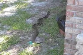 深圳发现一条长达2米，50斤重的蟒蛇蜕皮，蛇蜕皮时会攻击人吗？图片