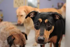 狗狗间近亲繁殖的原因何在？难道狗成年后，认不出自己母亲了？图片