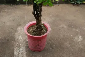 “花多多”肥料，型号太多搞晕头，园艺师教你，不同型号的区别图片