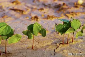 种植蔬菜的土壤变得硬梆梆，只淋水是不行的，教大家一招解决图片