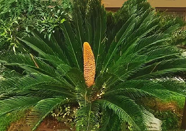 深圳仙湖植物园好玩吗 仙湖植物园,苏铁紫薇园——深圳行(8)(图12)