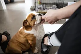 养狗久了才知道，狗狗“咬”我，其实是有事情要说图片