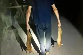 绍兴3男子猎野兔被抓，1年生30只幼崽的兔子，难道还要保护？图片