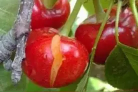 果树补充钙肥，有3个关键时期，用对了能提高品质不裂果图片