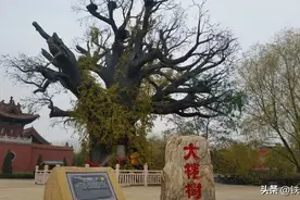 我们多是洪洞大槐树的假后代图片