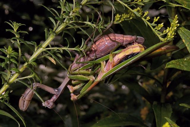 33张令人毛骨悚然的生物照：诡异山羊如人一般站立，眼神深邃