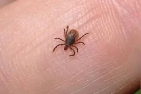 被这种虫咬过可能危及生命，4-6月高发，带孩子出门这些地方别去图片