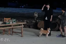 柴犬记仇不认人，就算你是刘昊然也不行图片