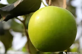 牛奶青枣、苹果枣，是同一种品种吗？图片