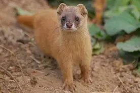 黄鼠狼也有天敌，如果“黄大仙”见到这些动物，就只能投降了图片