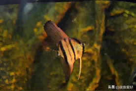 卵生观赏鱼人工孵化过程中操作注意总汇，喜欢繁殖的新手鱼友收藏图片