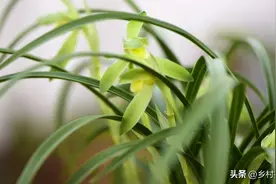 兰草如何养又绿又壮?其实很容易，5个技巧，说穿了新手也能做到图片