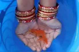 金鱼要如何饲养，知道了这几个方法要领，养鱼很简单图片