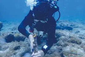 痛心！海洋热浪摧毁佛罗里达珊瑚图片