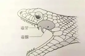 我国陆地第一毒蛇，天生害羞不敢攻击人，为啥夜钓人成攻击目标？图片