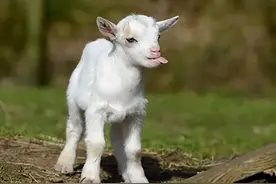 羊胀气是什么原因造成的？羊胀气的症状有哪些？羊胀气怎么治疗？图片