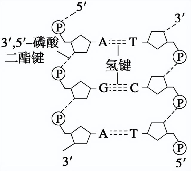 高中生物-基因的本质与表达