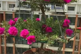 太阳花嫁接“马齿苋”，半年成老桩，开花“拳头大”，美哭了图片