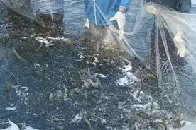 “水泥”美食，消失20年的土虾再现江湖，你敢吃吗？图片