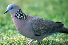 斑鸠不会筑巢吗？斑鸠随处可见，为何说吃它的肉会有很大的危害？图片