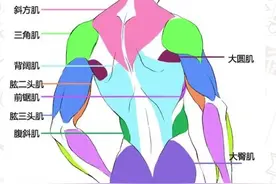 画人体结构怎么练习？漫画人体结构教学图片