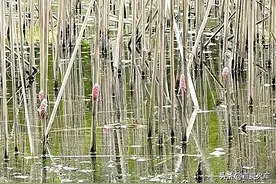 警惕！河南南阳发现恶性入侵物种图片