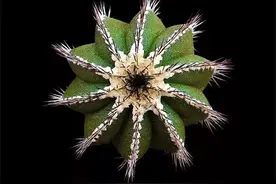 没见过的仙人球不要太多，先分享100种，过过眼瘾，开开眼界图片