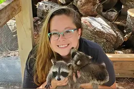 超暖！加拿大女子养大孤儿小浣熊，放归野外后仍常回家探亲、生崽图片