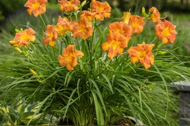 院子养啥花？这3种，耐冻耐阴，叶好看“花更美”、四季芬芳图片