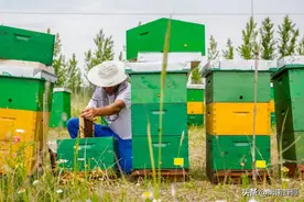 养蜂温度精准管理，25度是分界线，资深老农多年的隐藏技术图片
