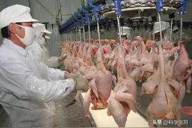 “速成鸡”到底是否安全？从出生30克到出栏5斤重，仅需45天图片