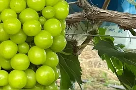 毒气葡萄还是健康饮食阳光玫瑰葡萄曝出惊人真相!图片