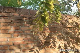 影响电脑健康的病毒与木马图片