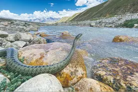 最高“另类”：一条蛇如何在青藏高原生活？图片