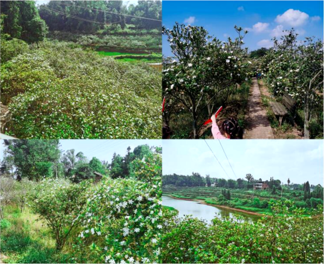 四川省民生研究会新媒体中心-官网