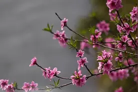 锦视频 | 三月桃花开，九尽春归来图片