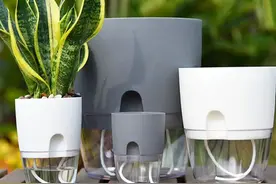 听说懒人盆缺点比优点还多，使用有很多注意，你有用对吗？图片