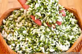 吃槐花，分清白色、黄色、紫色，区别很大，不懂别乱吃，涨知识了图片