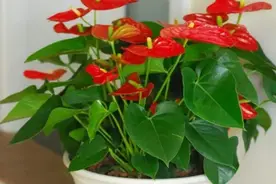 家里养红掌，做好4件事，一年能多次开花图片