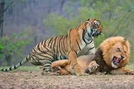 历史上最强大的10头虎王图片