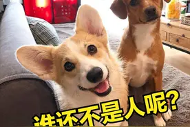 我家狗把自己当人了，该怎么向它解释？图片